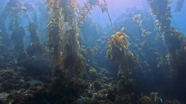 Swimming through a kelp forrest in Catalina Island off the coast of California