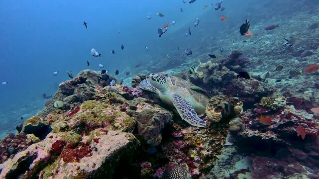 A sea turtle sitting on a coral reef surrounded by colorful fish.