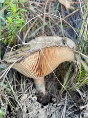 mushroom with visible gills in the forest © nicole