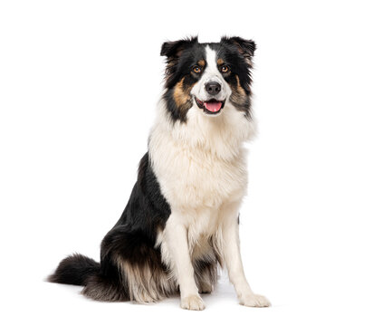 Australian shepherd dog sitting looking at camera