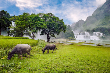 Naklejka premium An aerial view of Ban Gioc waterfall, located on the Vietnam-China border in Dam Thuy Commune, Cao Bang Province, Vietnam. It is one of the country's most beautiful waterfalls.