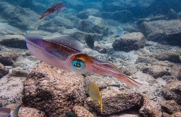 Caribbean Reef Squid close-up © Tony