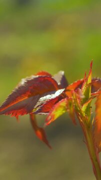 Orange rose leaves symbolize change, with green shoots emerging beneath. Each color tells story of adaptation and continuous development, reflecting natures inherent strength and persistence