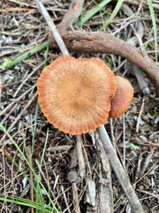 orange deceiver mushrooms in the forest © nicole
