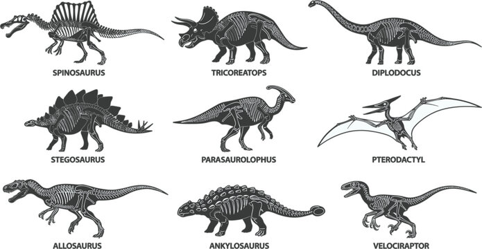 Dinosaur Skeleton Silhouette Vector Set featuring Spinosaurus, Triceratops, Diplodocus, Stegosaurus, Parasaurolophus, Pterodactyl, Allosaurus, Ankylosaurus, and Velociraptor Fossils