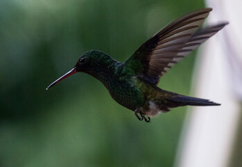 Copper-rumped Hummingbird © Tony