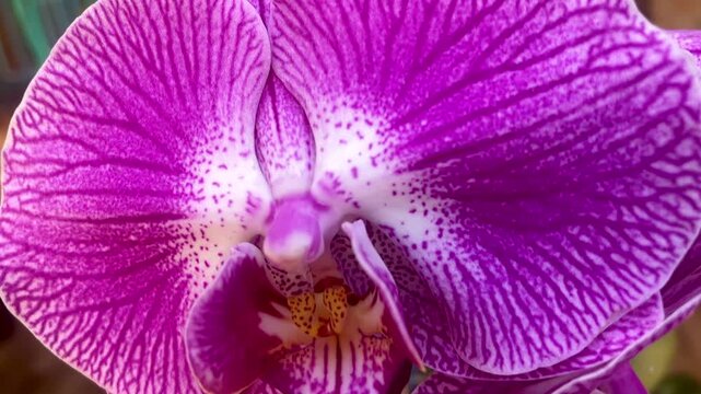Phalaenopsis orchid, popularly known as the butterfly orchid or moth orchid. It features pink or purple petals and sepals with a pattern of streaks or stripes.