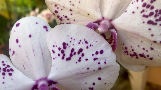 The Phalaenopsis orchid is known as the butterfly orchid due to the shape of its petals. It is characterized by light-colored petals speckled with small purple dots.