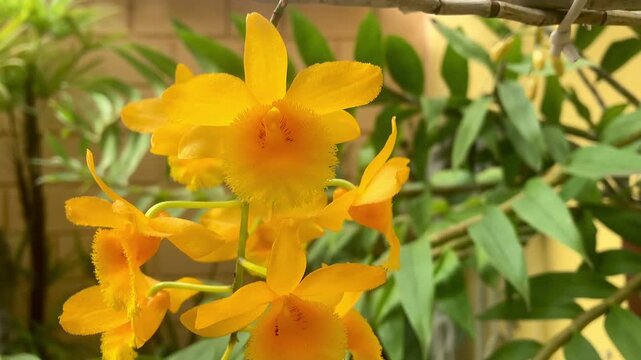 Dendrobium fimbriatum orchid. A fringed flower, owing to the fuzzy, frayed appearance of the labellum's edges.