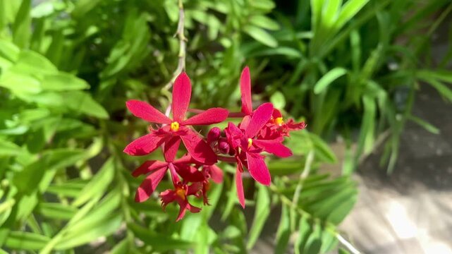 An orchid of the genus Epidendrum, popularly known as the star orchid or fire-star orchid. A flower with vibrant red petals and a small yellow center.