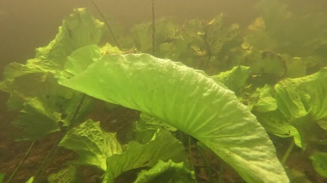 A large curved green lotus leaf sways gently underwater in murky pond water, camera moving steadily alongside it as the surrounding water gradually grows darker and dimmer.