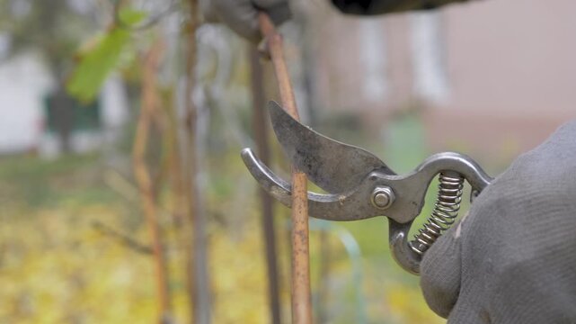 Vineyard maintenance in autumn. Careful hands in sturdy gloves remove grape branch with sharp cut by hand pruners. Dry leaves on ground. Essential process for proper vine care before winter arrives