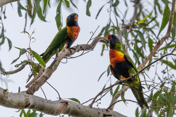 Deux loriquets arc-en-ciel, Trichoglossus moluccanus, perchés dans un arbre en Australie © Julien