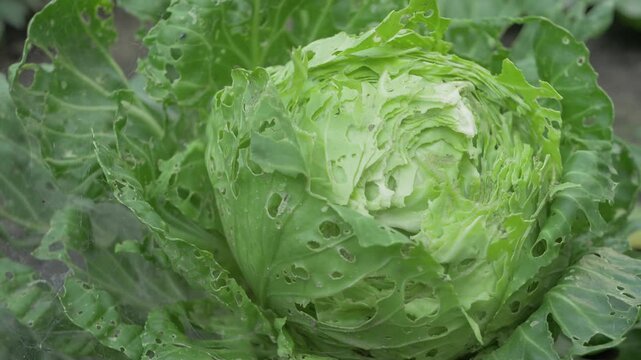Cabbage head with torn leaves with visible pest bite marks. Concept of crop destruction, agricultural risk, food shortage and struggle of farmers against natural threat