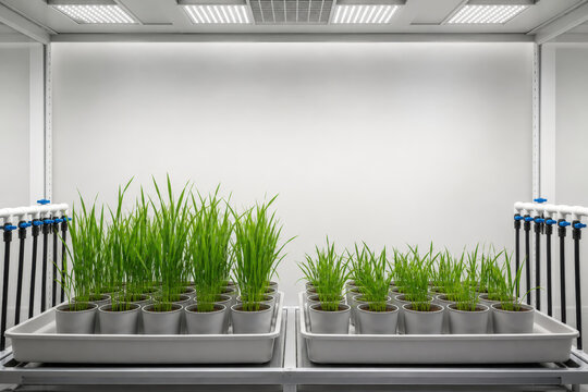 Drought Resilient Seed Research for Climate Adaptive Crop Breeding