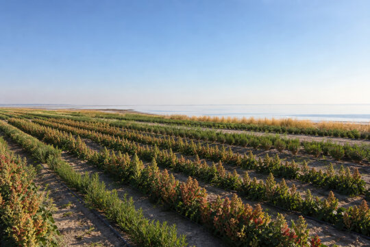 Saline Agriculture Field Growing Salt Tolerant Crops on Marginal Land