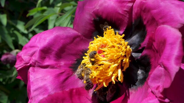 Vibrant purple peony with golden heart surrounded by bees gathering nectar. Delicate flower blooms under warm sunlight, showcasing beauty of pollination and nature cycles