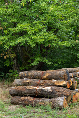 Fototapeta premium Large pile of cut timber logs stacked on the ground alongside lush green trees and foliage in a dense forest.