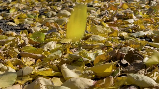 Layer of yellow and brown leaves covers the ground, showing autumn's arrival. The dry leaves overlap each other, with some small branches mixed in