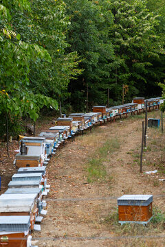 Long line of colorful wooden bee hives set up along the edge of a lush green forest in a countryside apiary for honey production.