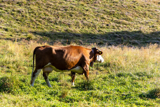 Brown cow with cowbell standing on green mountain slope