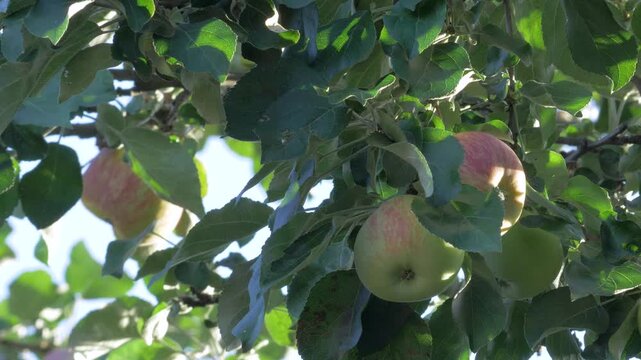 Green red apples hanging on tree in fertile orchard. Represents seasonal richness and vibrant hues of nature. Apples reflect combination of tradition and sustainable farming methods