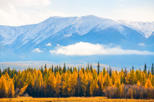 Yellow autumn trees and snow-covered mountains in Altai, Siberia, Russia. View of North-Chuya mountain ridge