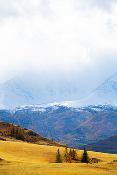 Yellow autumn trees and snow-covered mountains in Kurai steppe, Altai, Siberia, Russia. View of North-Chuya mountain ridge with clouds at sunset