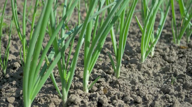 Healthy onion plants sprouting from earth. Green leaves contrast with brown soil. Sunlit field showcases early growth stage. Organic farming promotes eco-friendly cultivation and high quality harvest