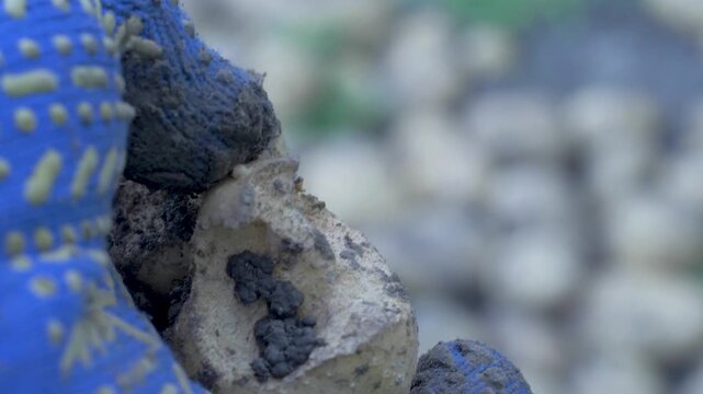 Hand of farmer wearing blue glove grasping potato that has just been unearthed. The potato has clear signs of disease and bite marks from pests. Starchy root vegetable. Illness virus, diseased plant