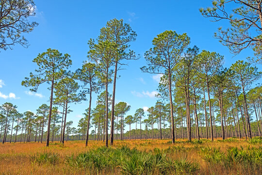 Longleaf Pine Trees in a Southern Savanna
