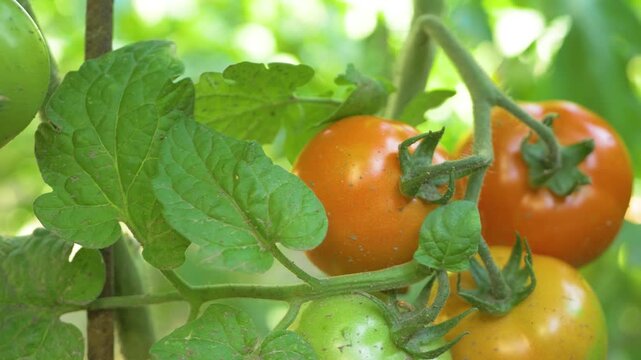 Unripe tomato with small blemishes caused by disease. Organic farm utilizing natural solutions for plant protection. Monitoring crop condition key to sustainable agriculture