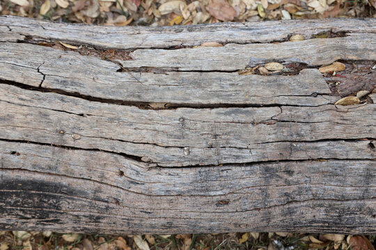The Lines and Patterns on a tree that was cut down