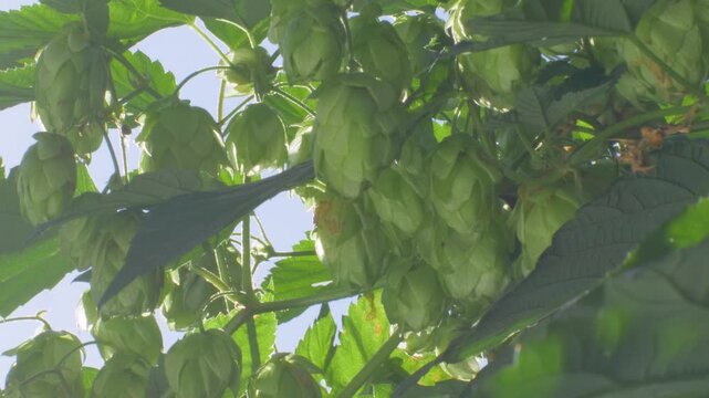 Hop cone ripens on farm where sunlight aids in the growth process, essential for brewing. Green hop clusters are key to developing bitterness, aroma, and beer stability