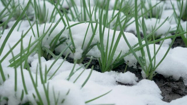Onion sprouts emerge amid snow patches. Climate instability causes mismatch between warmth and cold. Plant development enters fragile phase under extreme shifts
