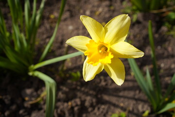 Obraz premium yellow daffodils in spring