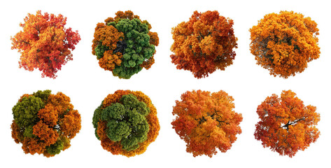 Obraz premium PNG Vibrant autumn trees in various colors from above on transparent background