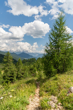 Val di Zoldo, Italy. Alpine hiking trail through wildflower meadow and larch forest with Dolomite mountain panorama