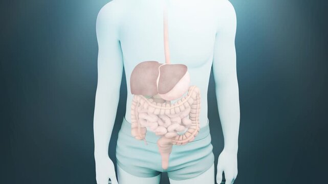3D medical animation showing the human digestive system inside a male body silhouette. Visible organs include the esophagus, liver, stomach, small intestine, large intestine, colon, rectum, and append