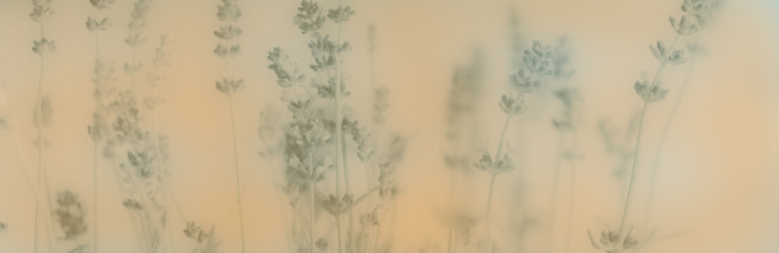Lavendel Banner Bokeh