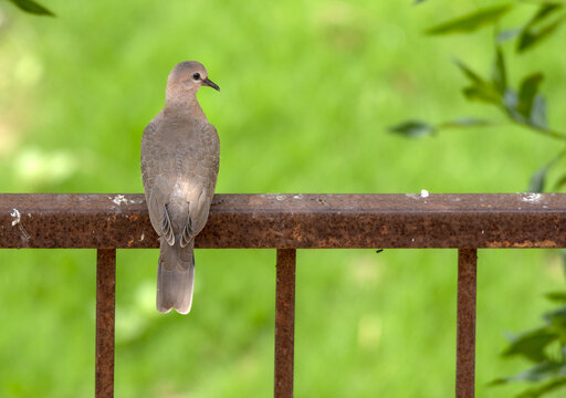 View of a laughing dove perched on a rusty metal railing against a blurred green background in Multan, Punjab, Pakistan.
