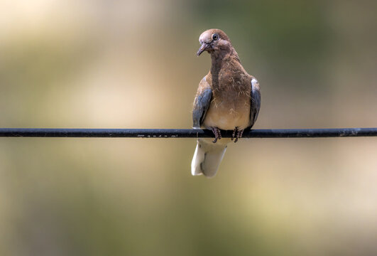 View of a laughing dove perched on a black wire against a soft blurred background in Multan, Punjab, Pakistan.