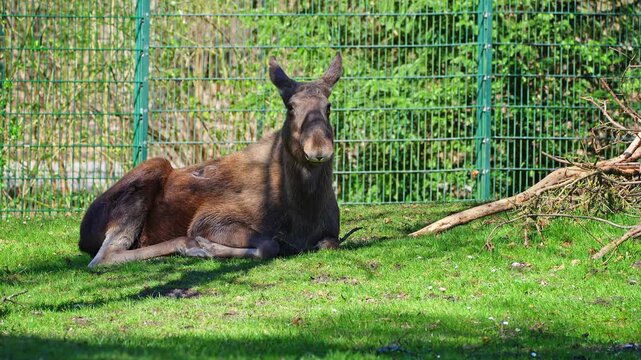 The moose or elk, Alces alces is the largest extant species in the deer family. Moose are distinguished by the broad, flat, or palmate antlers of the males.