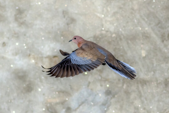 View of a laughing dove in flight with wings spread against a soft blurred background in Multan, Punjab, Pakistan.