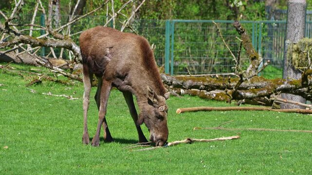 The moose or elk, Alces alces is the largest extant species in the deer family. Moose are distinguished by the broad, flat, or palmate antlers of the males.