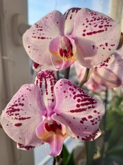 pink orchid flower © Катерина Письменная