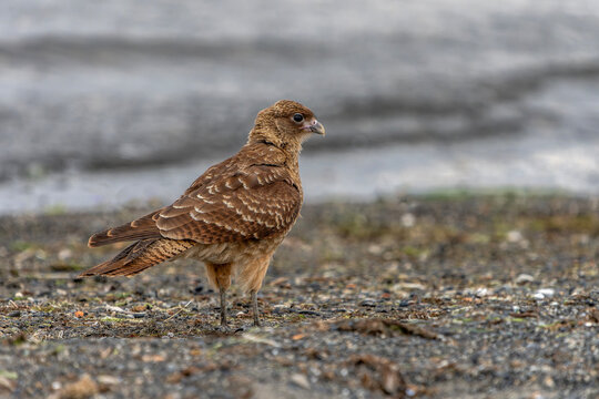 Chimango caracara (Daptrius chimango) Standing on Rocky Shoreline. Puerto natales, Patagonia Chili.

