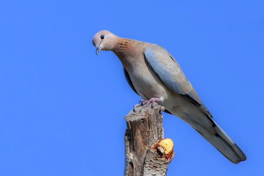 View of a laughing dove perched on a wooden post against a clear blue sky in Multan, Punjab, Pakistan.