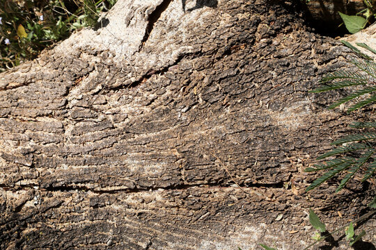 The Lines Rings and Patterns on a tree that was cut down
