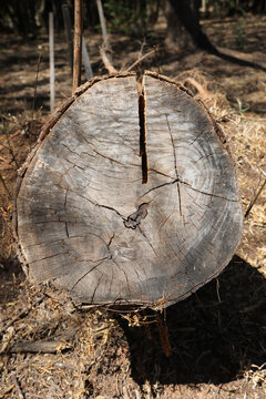 The Lines Rings and Patterns on a tree that was cut down